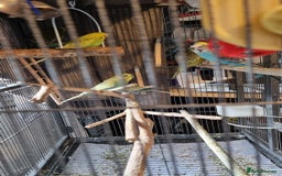 Budgerigars birds for sale: 6 budgies  - Image 4