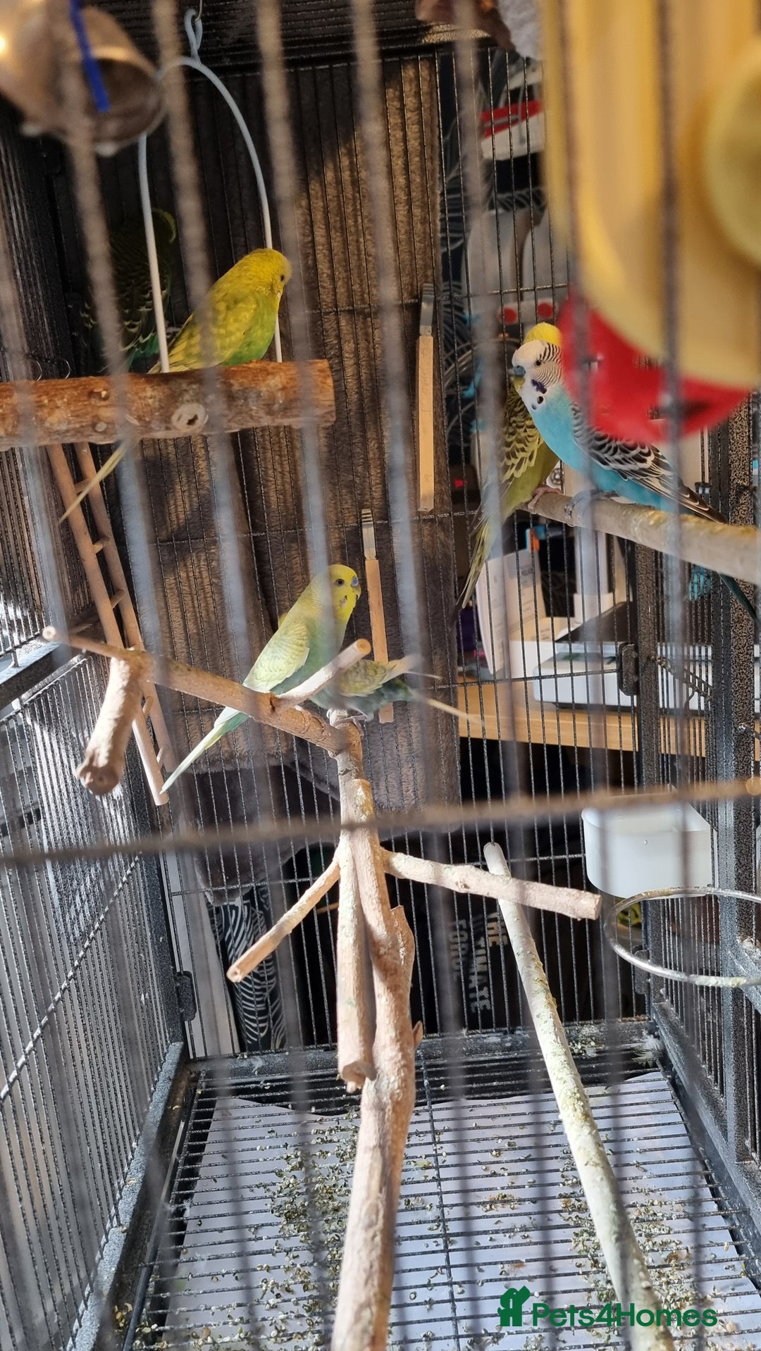Budgerigars birds for sale: 6 budgies  - Image 4