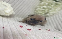 French Bulldog dogs for sale: Brindle & Fawn French Bulldog Puppies - Image 15