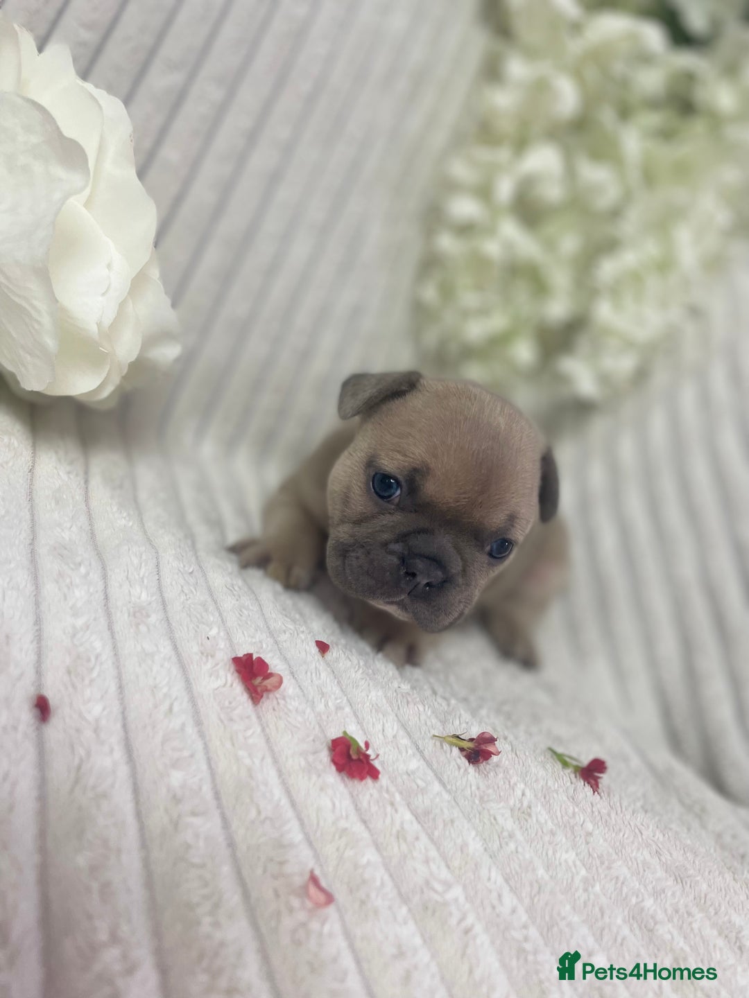 French Bulldog dogs for sale: Brindle & Fawn French Bulldog Puppies - Image 15