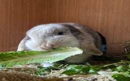 Mini Lop rabbits for sale: Female Adult (Young) Mini Lop - Advert 5