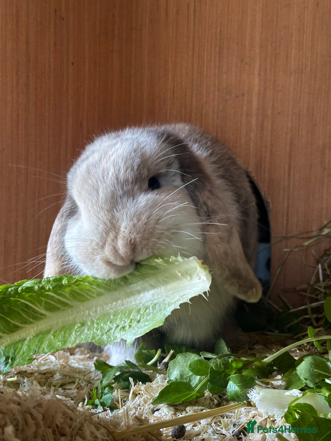 Mini Lop rabbits for sale: Female Adult (Young) Mini Lop - Advert 5
