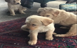 Labradoodle dogs for sale: F3 Labradoodle Puppies Licenced Breeder - Image 12