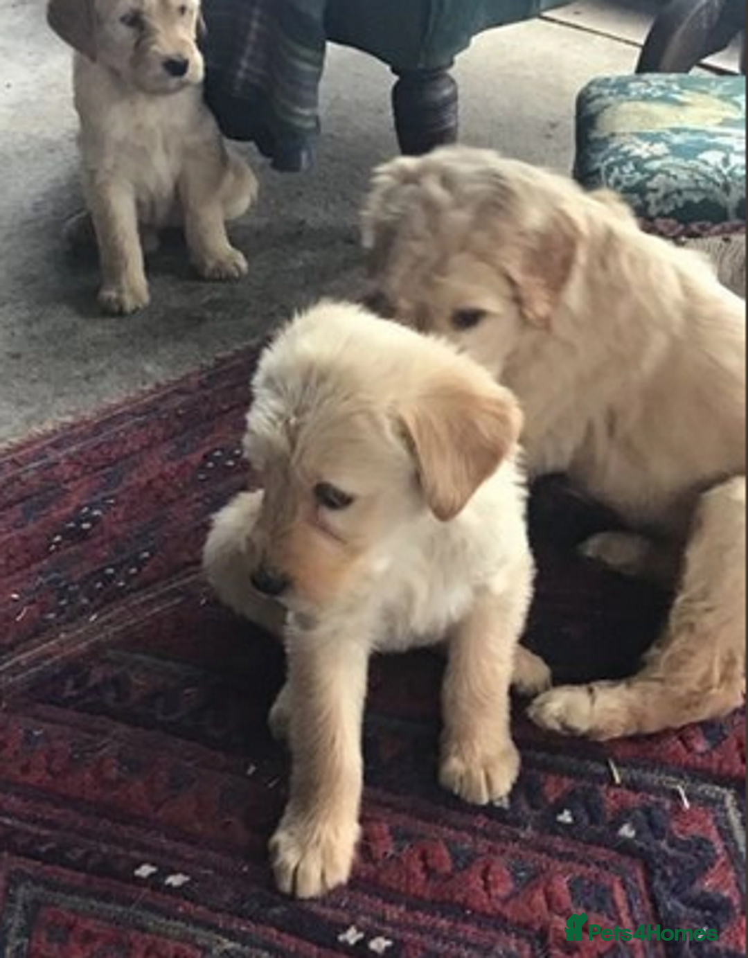 Labradoodle dogs for sale: F3 Labradoodle Puppies Licenced Breeder - Image 12