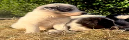 Border Collie dogs for sale: Beautiful Border Collies, proven agility obedience - Advert 13