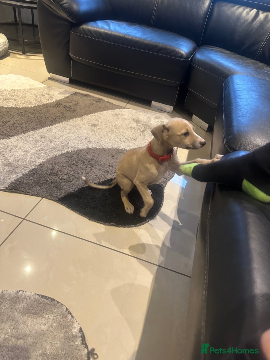 Mixed Breed dogs for sale: Beautiful healthy whippet  x Bedlington - Image 11