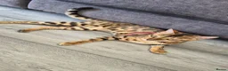 Bengal cats for sale: 🐆 Bengal Cat Pair Looking for a Loving Home 🐆 - Advert 2