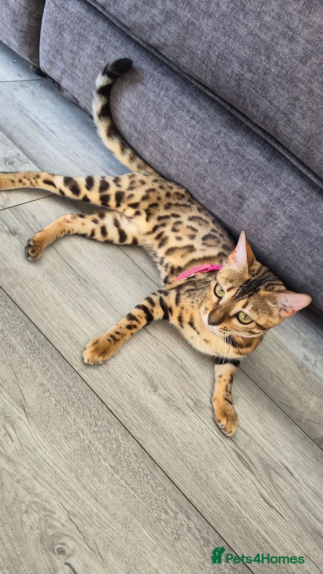 Bengal cats for sale: 🐆 Bengal Cat Pair Looking for a Loving Home 🐆 - Advert 2