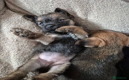 Border Terrier dogs for sale: 5 kc registered border pups  - Image 6