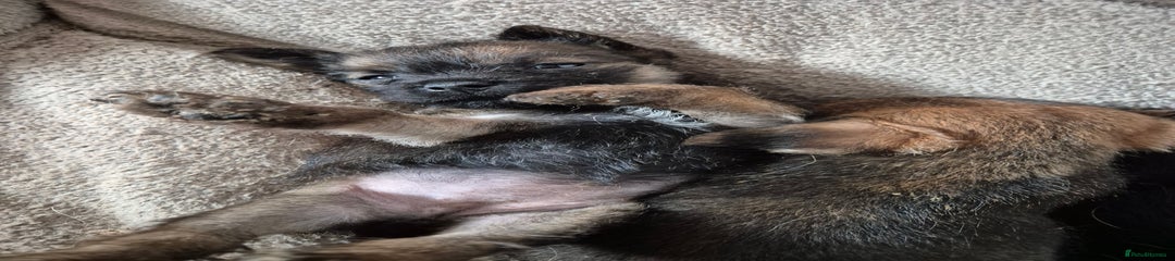 Border Terrier Puppy 3
