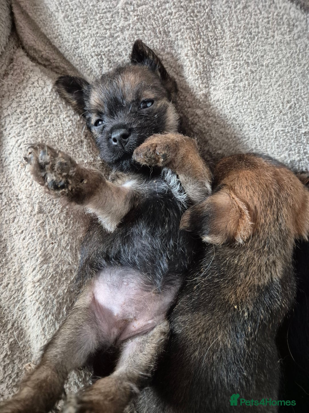 Border Terrier dogs for sale: 5 kc registered border pups  - Image 6