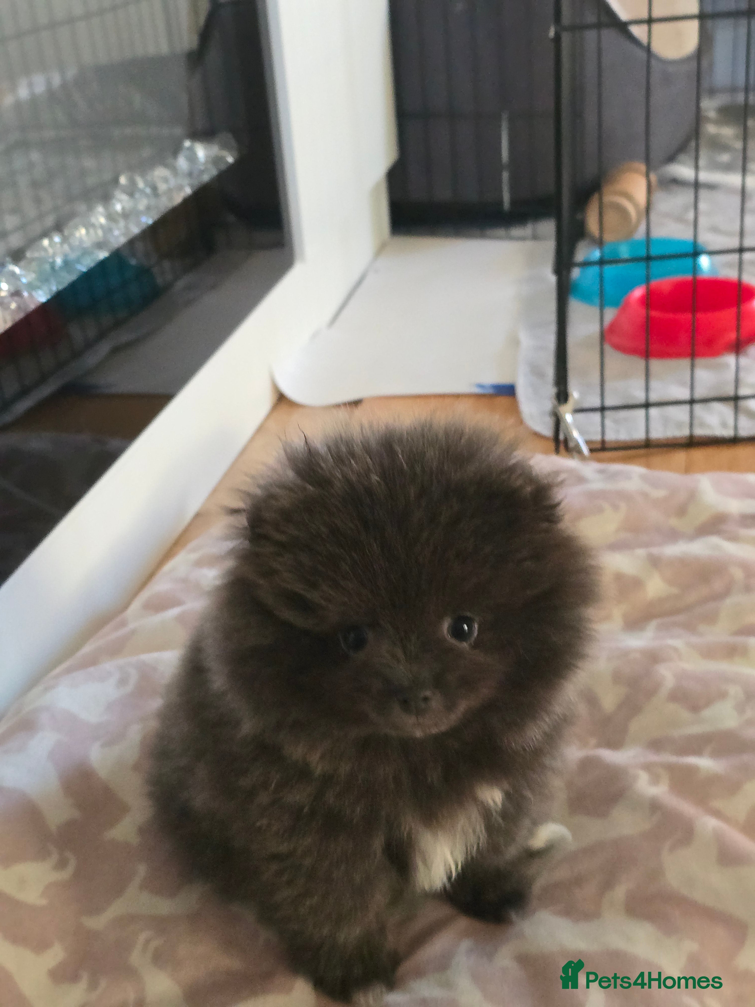 Pomeranian dogs Pomeranian puppy - Advert 7