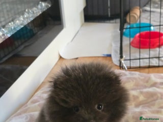 Pomeranian dogs Pomeranian puppy - Advert 7