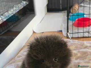 Pomeranian dogs Pomeranian puppy - Advert 16