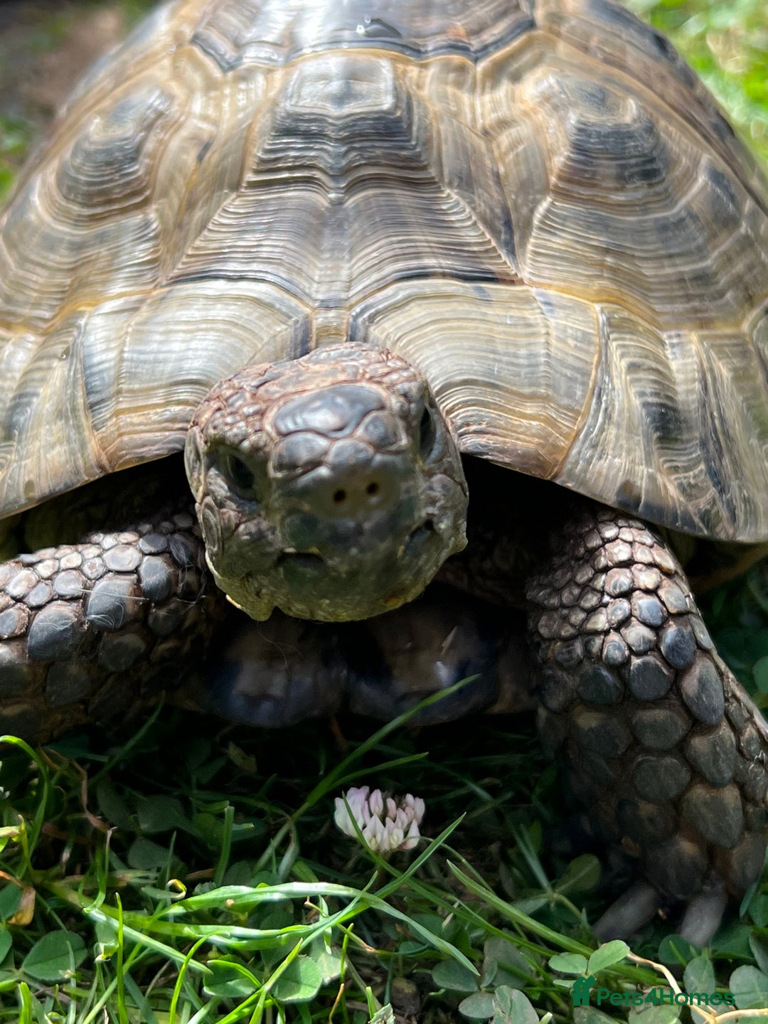 Tortoise reptiles for sale: Male Greek spur thigh tortoise  - Image 3