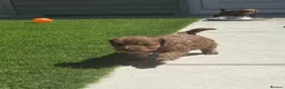 Cockapoo dogs for sale: Outstanding cockapoo puppies - Advert 8