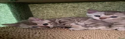 Bengal cats for sale: Albino & Snow Lynx Bengal Kittens, TICA Regs - Advert 13