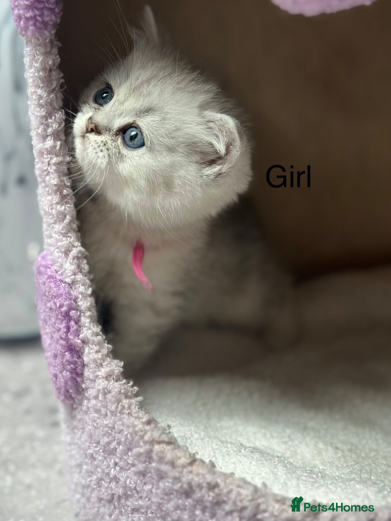 British Shorthair cats Last gorgeous girl left 😻 - Advert 6