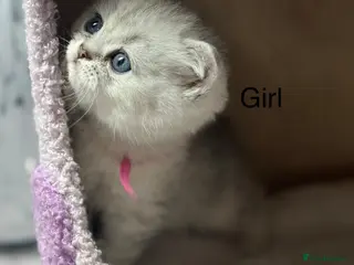 British Shorthair cats Last gorgeous girl left 😻 - Advert 6