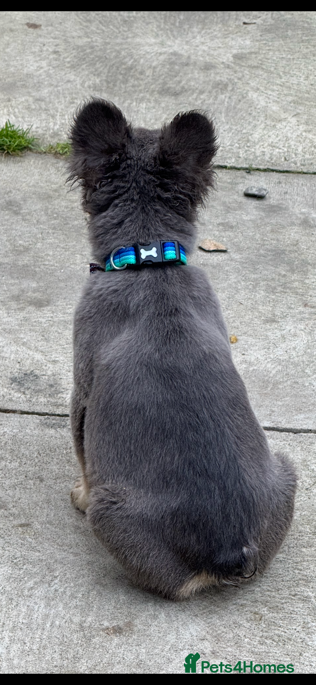 French Bulldog dogs for sale: Beautiful fluffy/ fluffy carrier Frenchie pups  - Advert 15