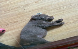 Labrador Retriever dogs for sale: Lovely unexpected litter of Labs - Image 6