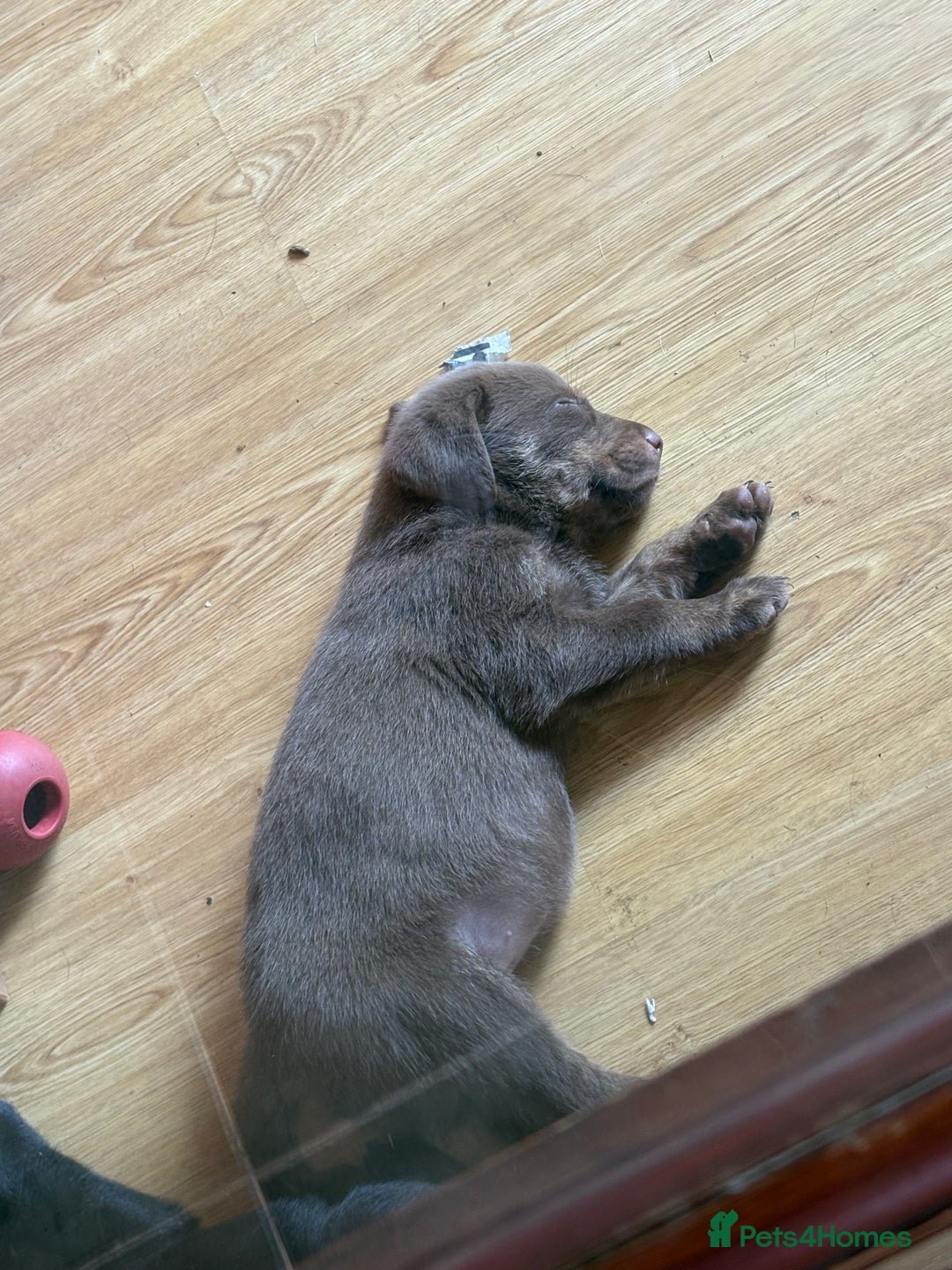 Labrador Retriever dogs for sale: Lovely unexpected litter of Labs - Image 6