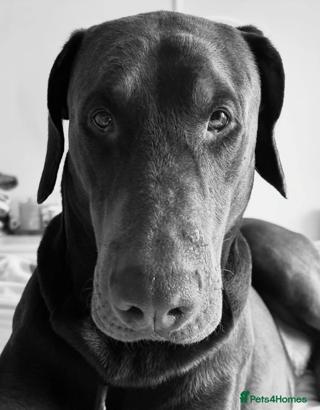 Dobermann dogs for stud: Doberman Available For Stud in Sutton Coldfield - Advert 8