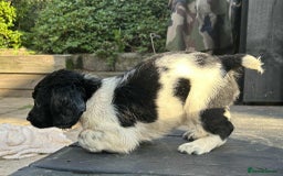 English Springer Spaniel dogs for sale: Male black and white springer spaniel  - Image 6