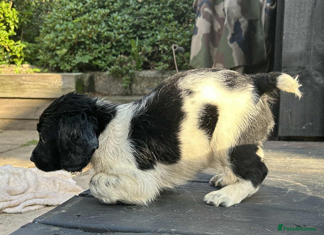 English Springer Spaniel dogs for sale: Male black and white springer spaniel  - Image 6