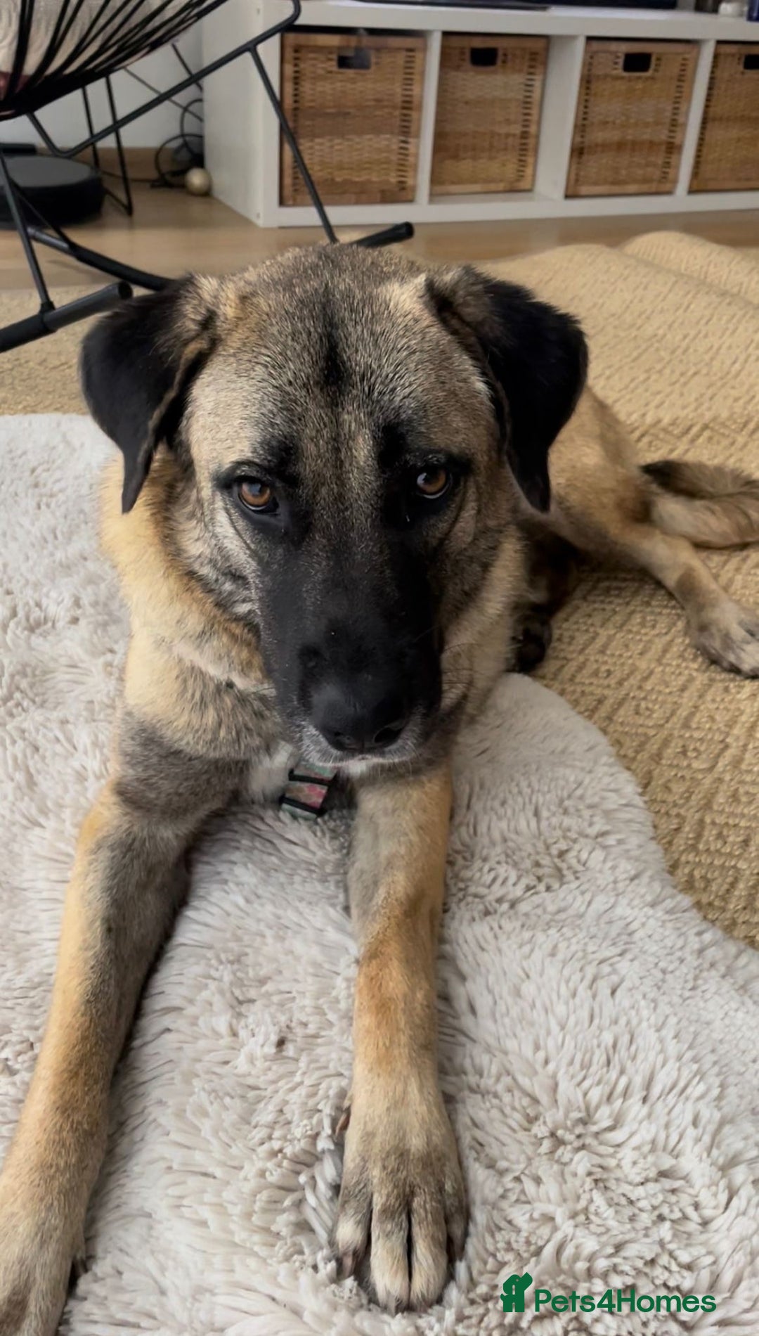 Mixed Breed dogs for sale: Melon – A Gentle Anatolian Shepherd Mix - Image 1