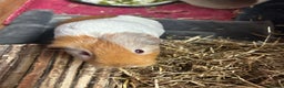 Guinea Pig rodents for sale: Bonded pair female guinea pigs  - Advert 2