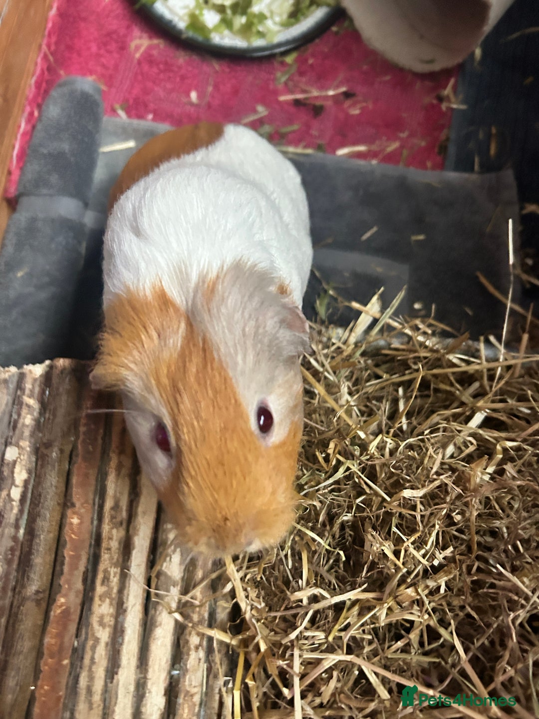 Guinea Pig rodents for sale: Bonded pair female guinea pigs  - Advert 2