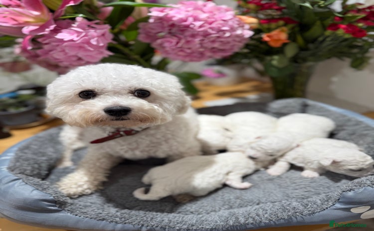Bichon Frise dogs - Advert 1