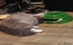 Ragdoll cats for sale: Beautiful Ragdoll kittens  - Image 17