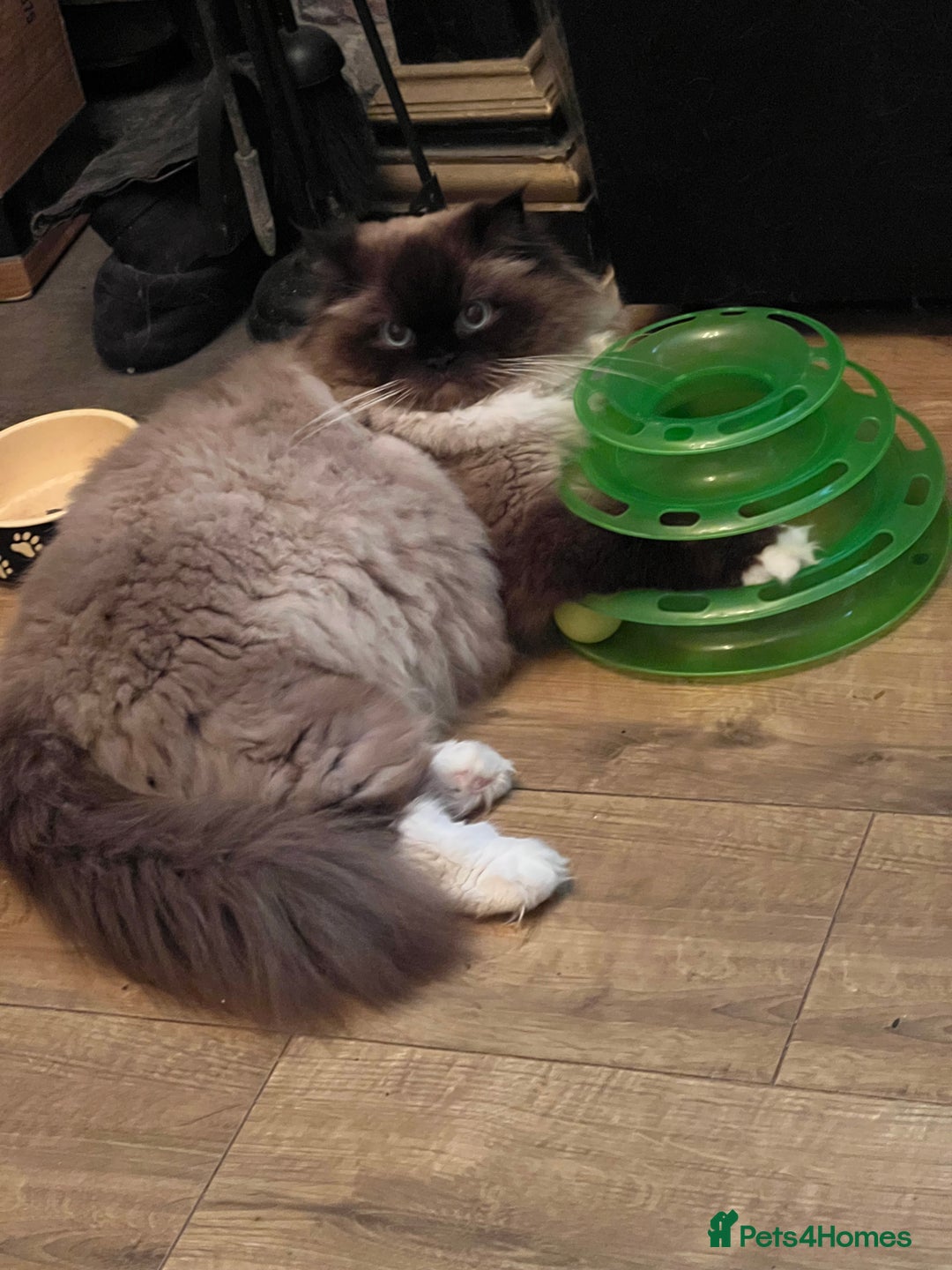 Ragdoll cats for sale: Beautiful Ragdoll kittens  - Image 17