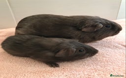 Guinea Pig rodents for sale: Skinny Boar - Werewolf Sow - Sow & Daughter Tweed  - Image 5