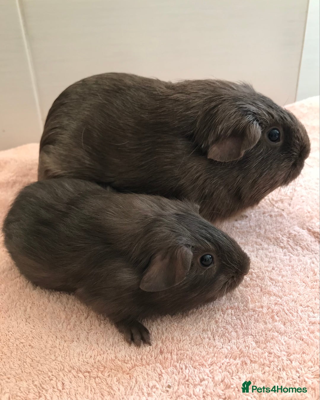 Guinea Pig rodents for sale: Skinny Boar - Werewolf Sow - Sow & Daughter Tweed  - Image 5