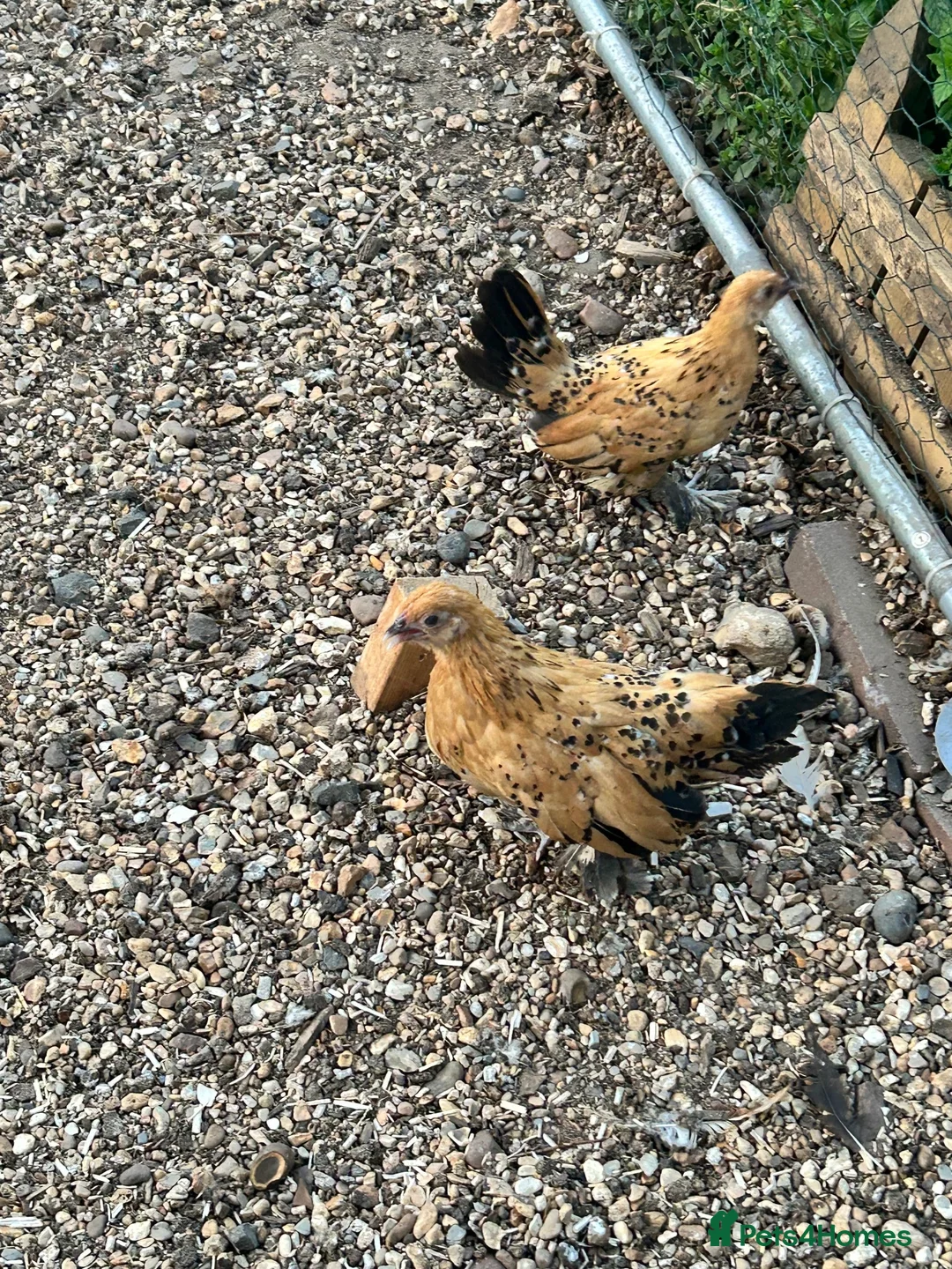 Chickens poultry for sale: 4 sablepoot growers - Advert 2