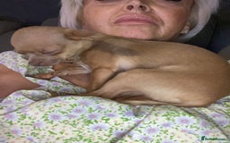 Chihuahua dogs for sale: Beautiful fawn girl 3yrs old - Advert 3