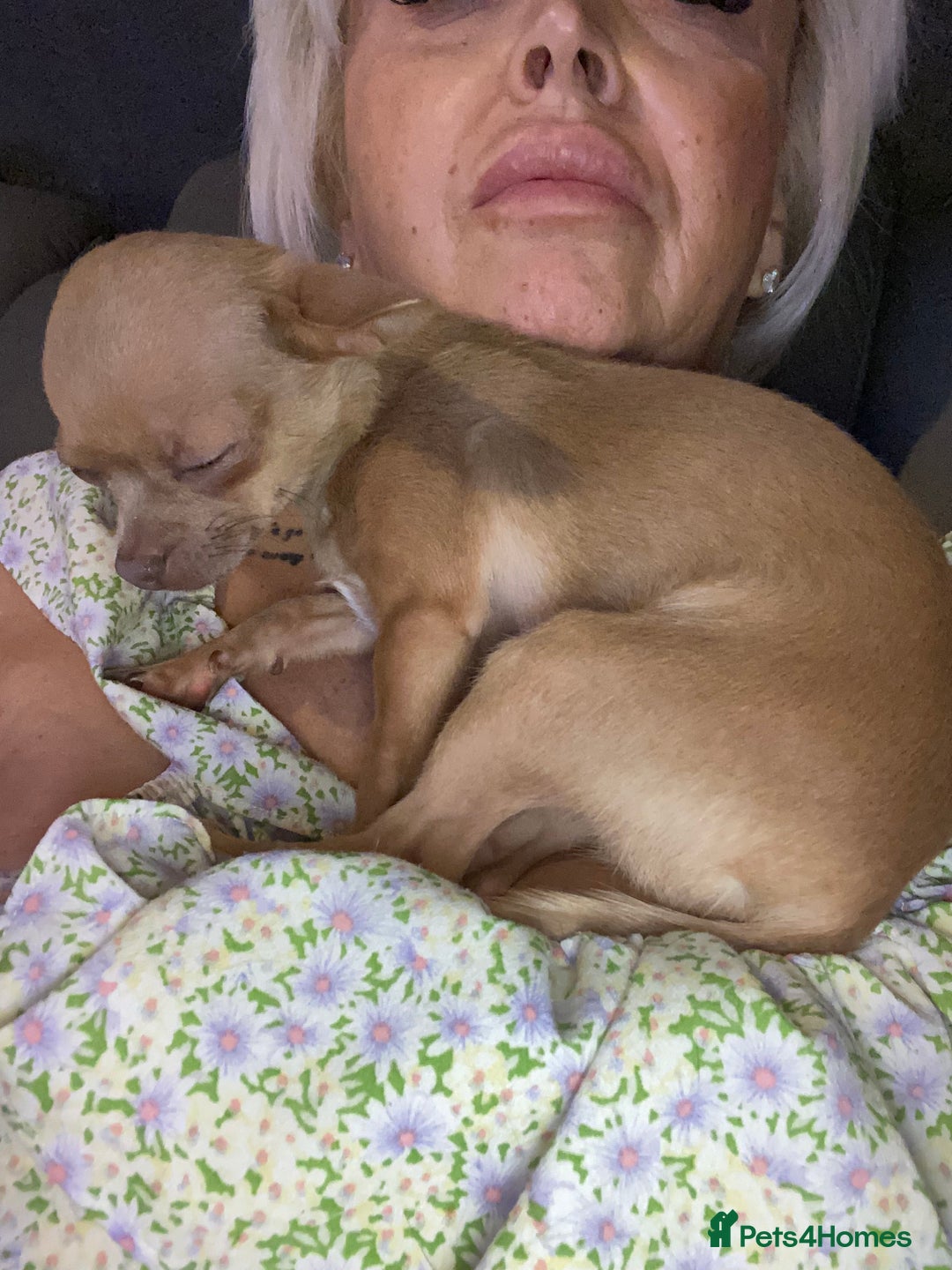 Chihuahua dogs for sale: Beautiful fawn girl 3yrs old - Advert 3