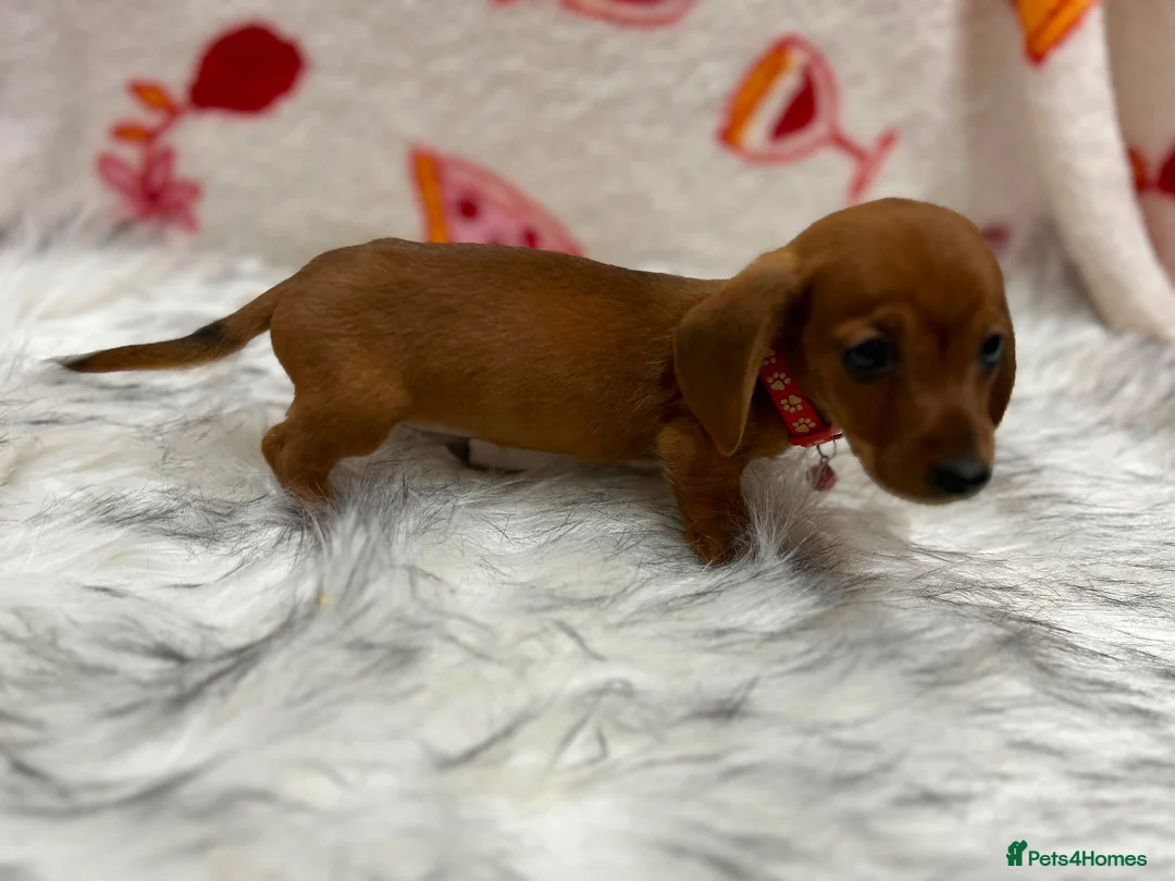 Miniature Dachshund dogs for sale: ⭐️Beautiful Kaninchen Pups READY NOW - Advert 38