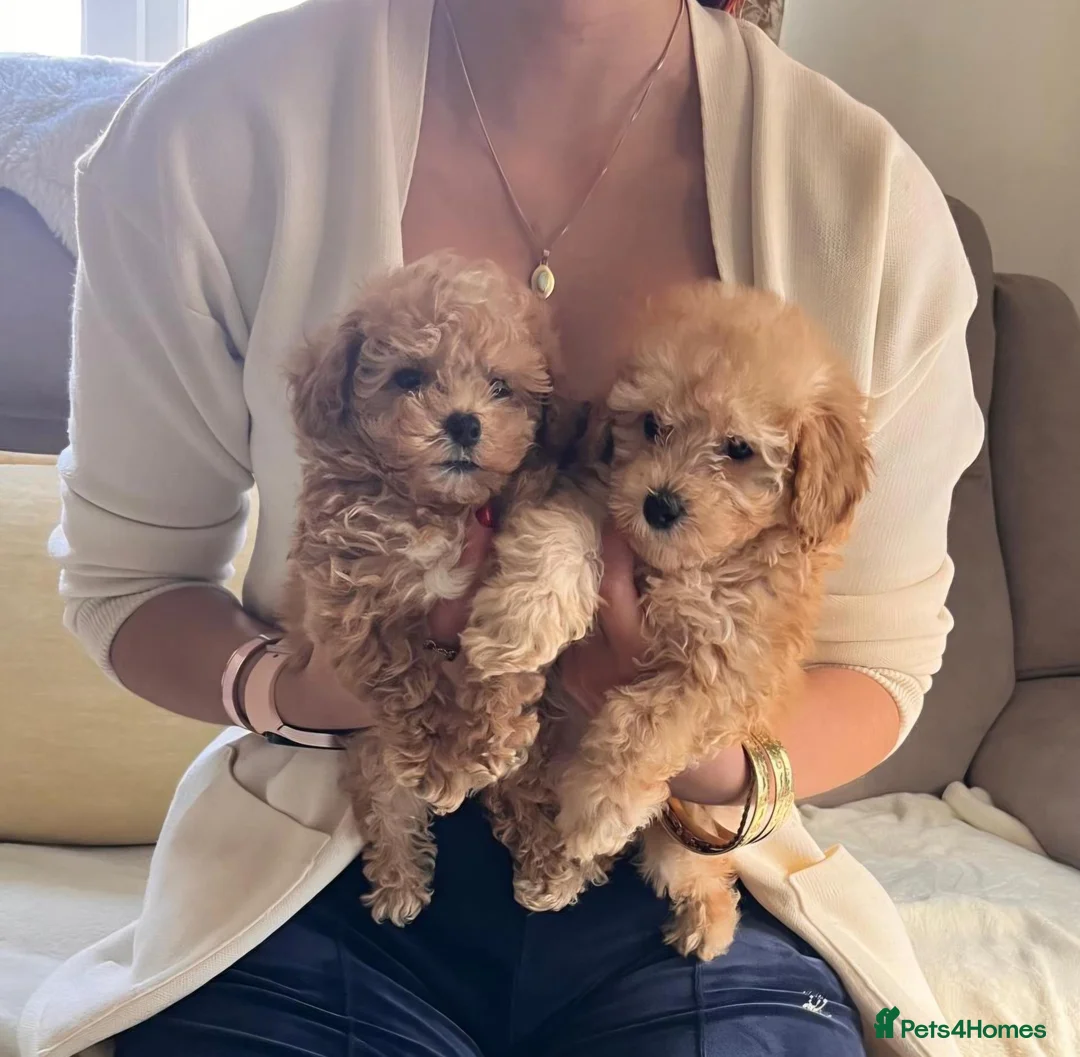 Maltipoo dogs for sale: 💛🌺 Two beautiful maltipoo pups 🌺💛 in Tonbridge - Advert 1