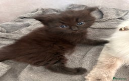 Ragdoll cats for sale: Gorgeous fluffy Ragdoll x kitten  - Image 2