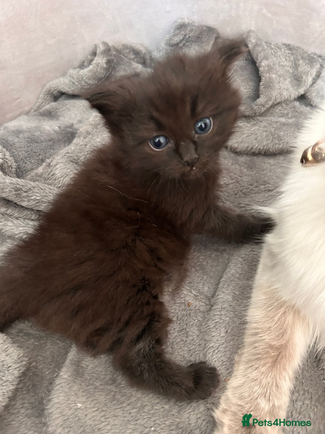 Ragdoll cats for sale: Gorgeous fluffy Ragdoll x kitten  - Image 2