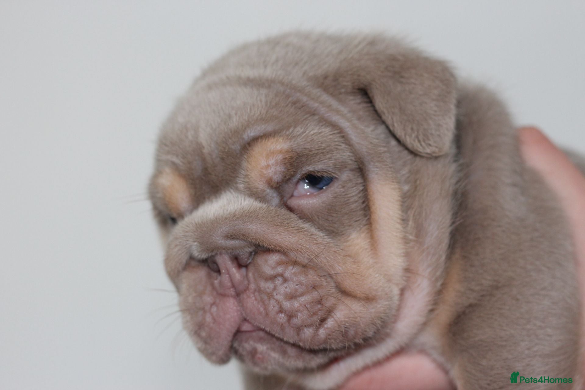 English Bulldog dogs ⭐️⭐️⭐️ EXCEPTIONAL ENGLISH BULLDOG PUPPIES ⭐️⭐️⭐️ - Advert 4