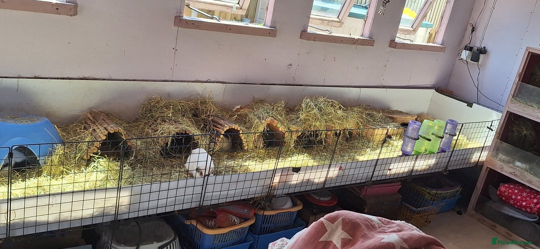 Guinea Pig rodents for sale: MEADOW SIDE CAVIES HEREFORDSHIRE  - Advert 33