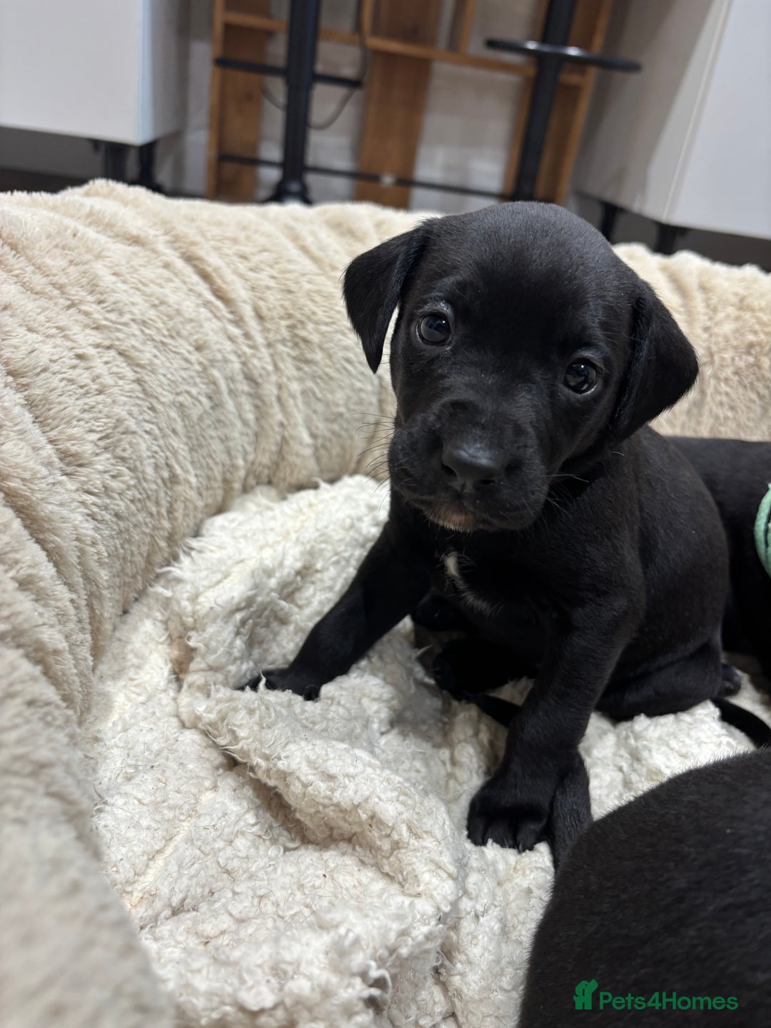 Mixed Breed dogs for sale: Dalmador puppies 3 girls left  - Advert 9