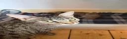 Bengal cats for sale: Quarter-Bengal Kittens After Their Forever Homes - Advert 7