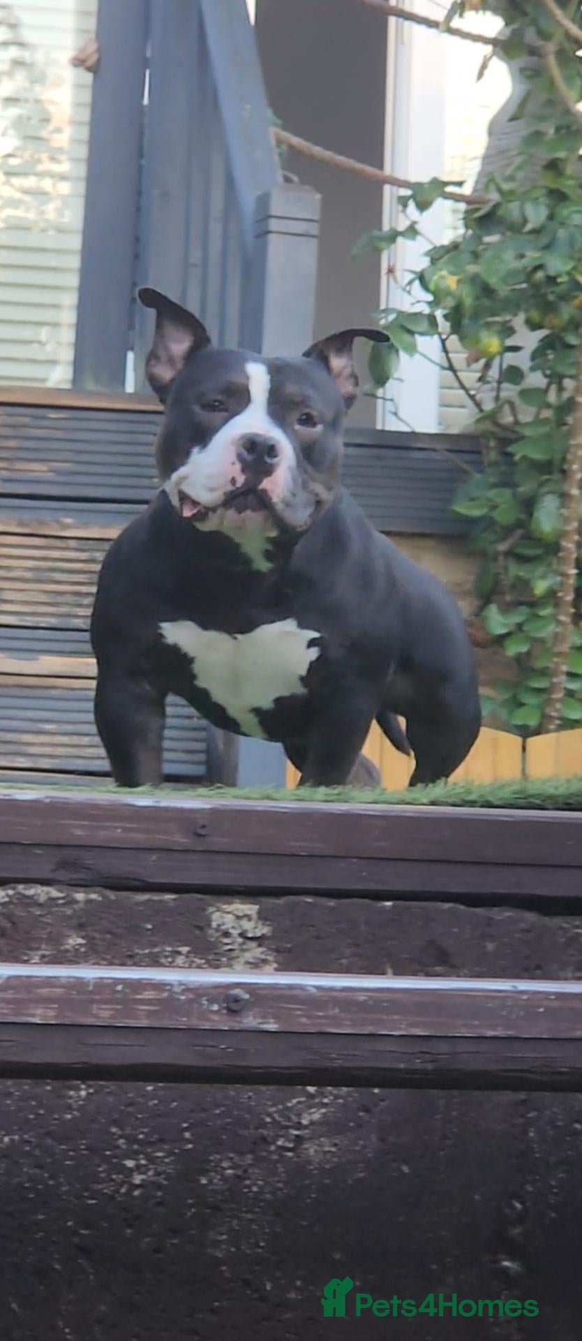 American Bully dogs American bully pocket female  - Advert 12