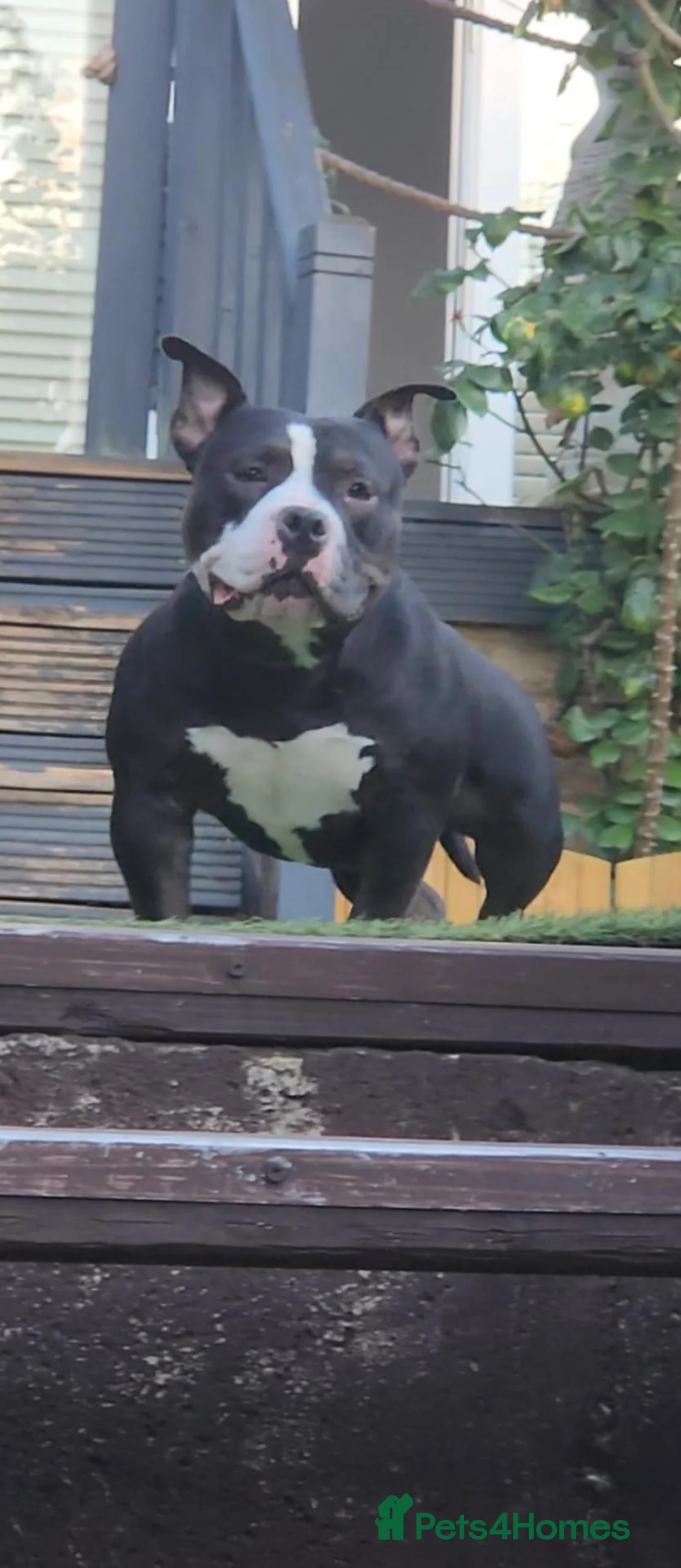 American Bully dogs for sale: American bully pocket female  - Advert 2